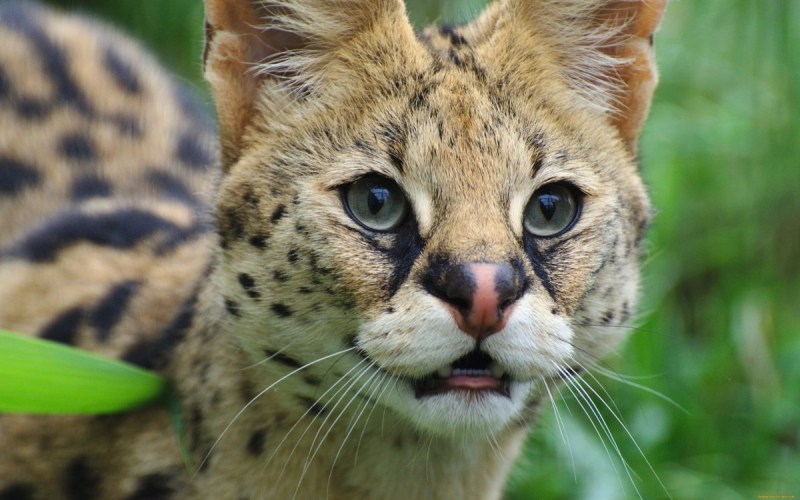 Семейство Felidae