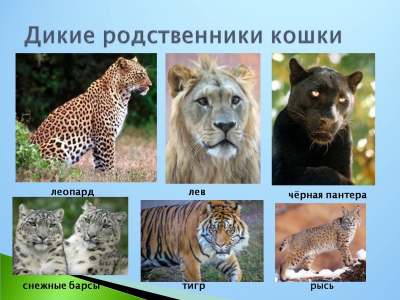 Хищники животные