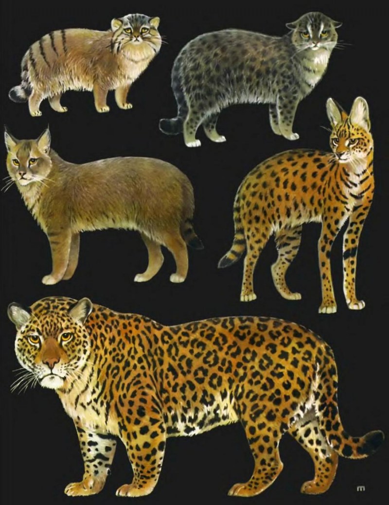 Семейство Felidae
