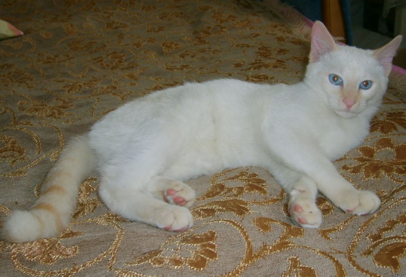 Сиамская кошка ред Пойнт