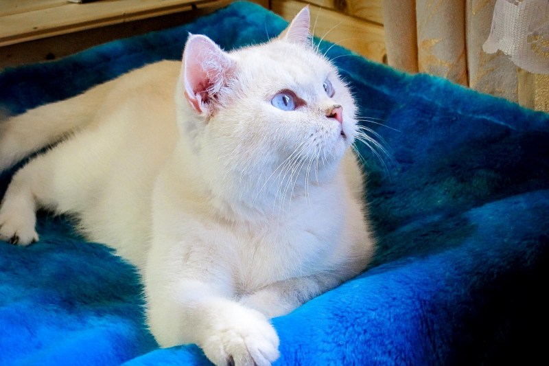 Кошка Лунтя