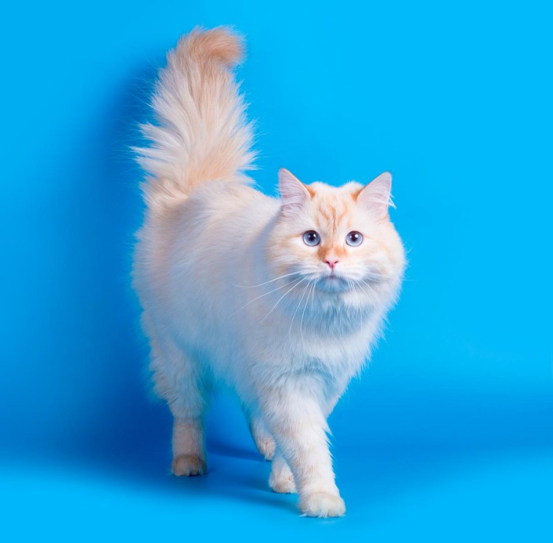 Сиамская кошка ред Пойнт