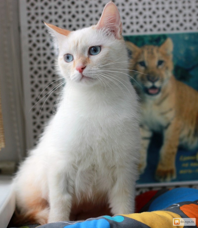 Балинезийский белый кот
