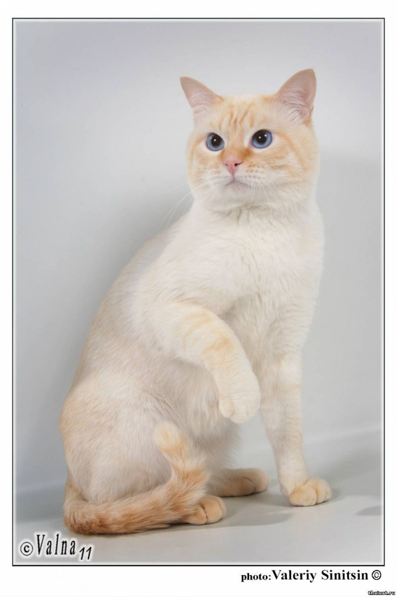 Чарли котик