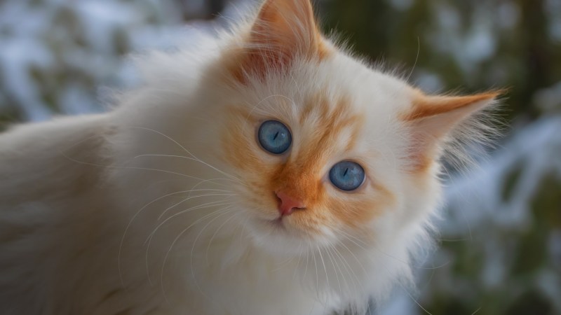 20 Кошек