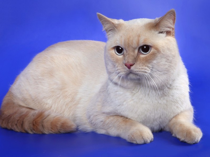 Сиамская кошка ред Пойнт