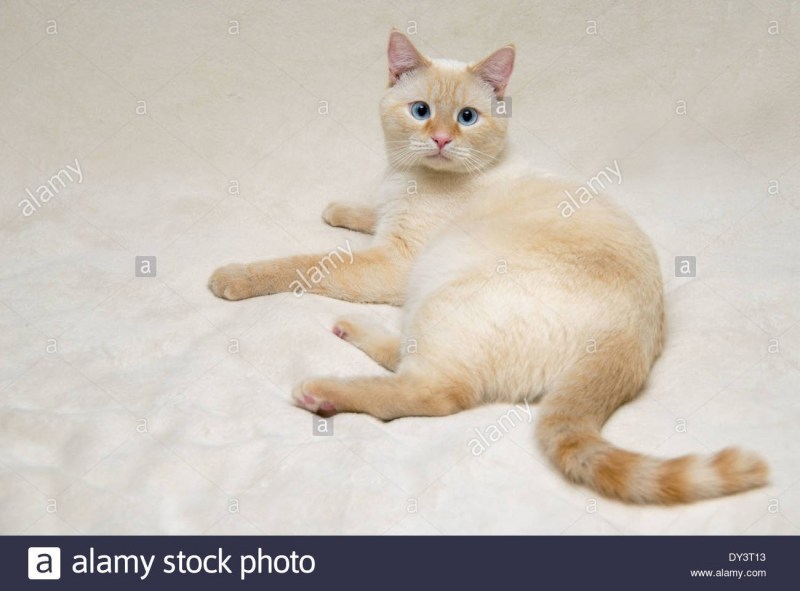 Райская кошка Ре поинт