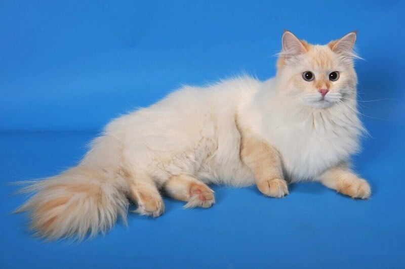 Тайский кот ред Пойнт