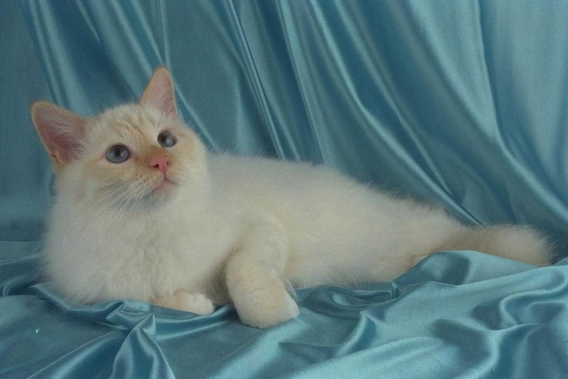 Тайская кошка окрас ред Пойнт