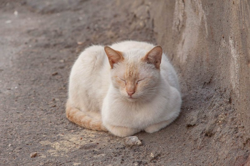 Тайская кошка ред Пойнт