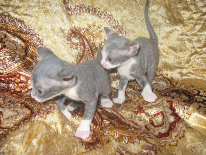 Кошки сфинксы Донской флок