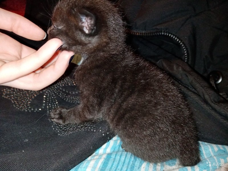 Велюровый кот сфинкс