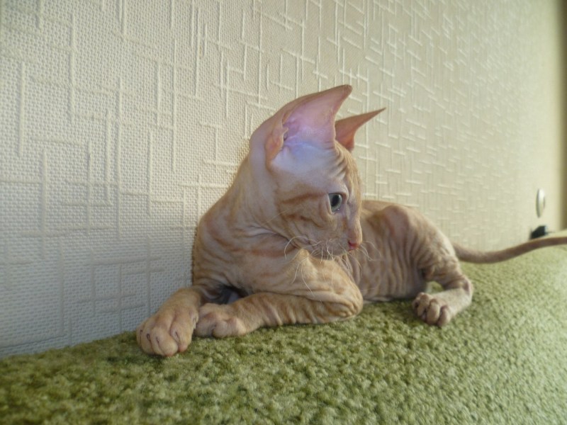 Донской сфинкс кошка с шерстью