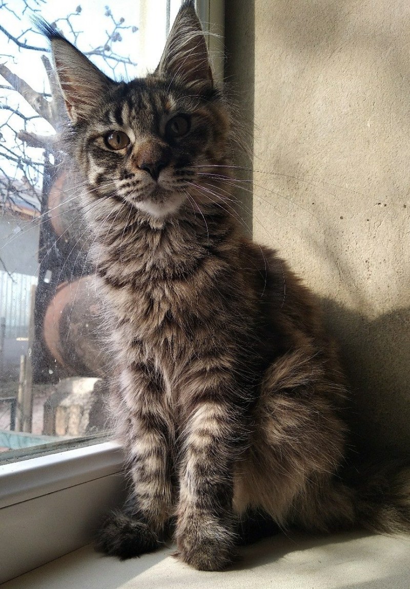 Коты Мейн куны