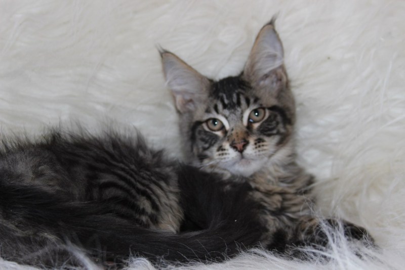 Питомник котят айришкун Тула