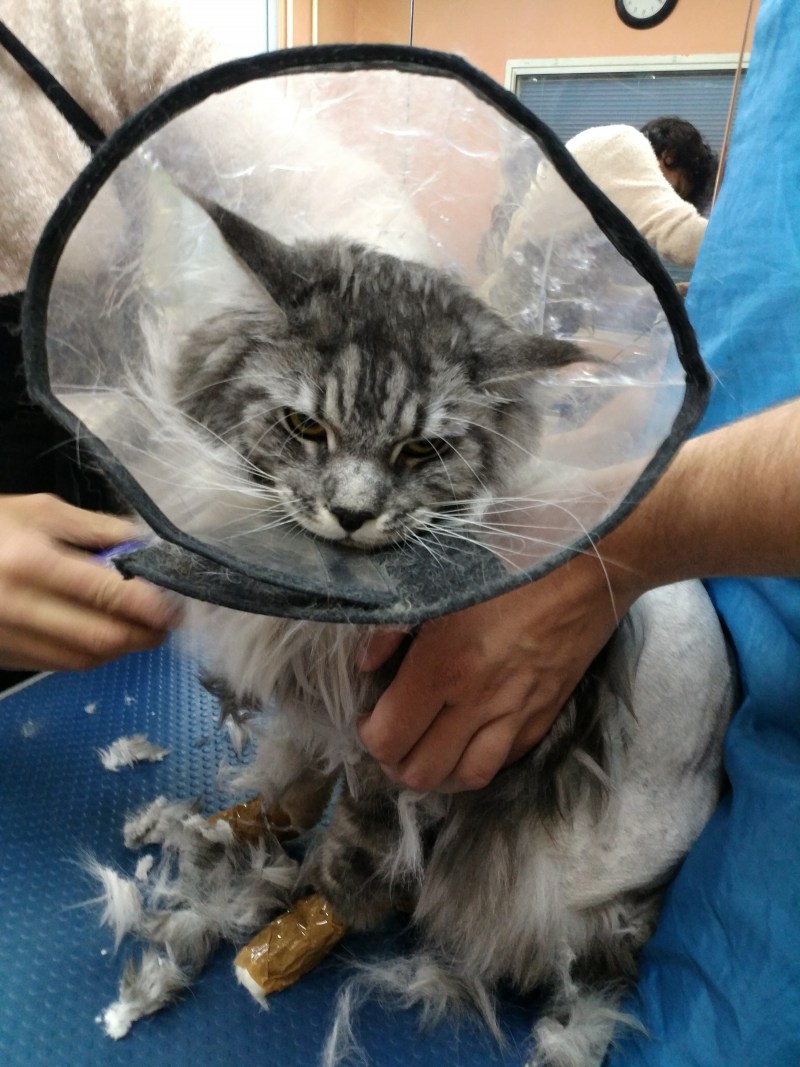 КУОР кот