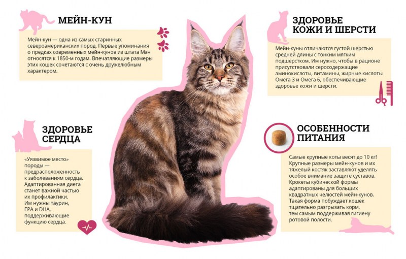 Таблица кормления Мейн куна котенка