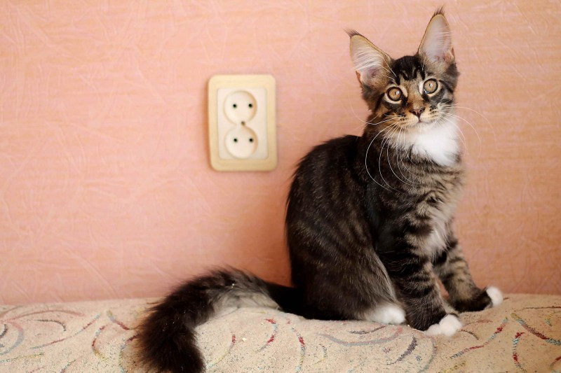 Мейн кун котенок 4 месяца