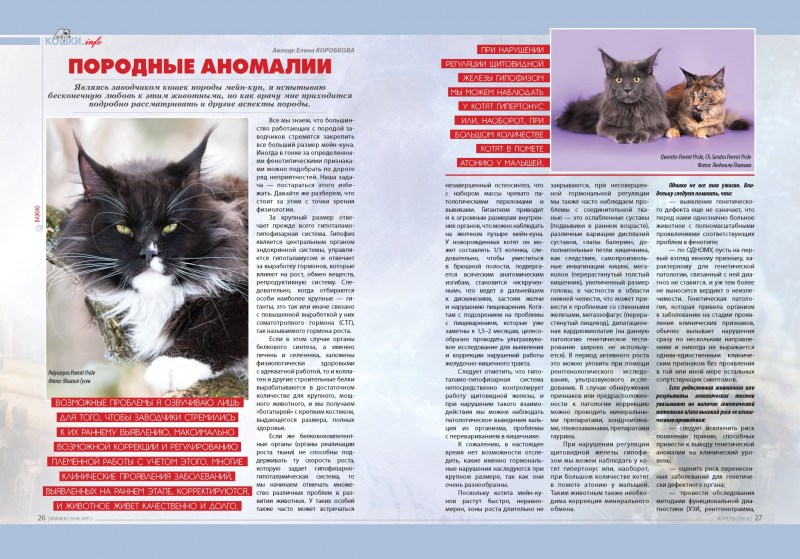 Мейн кун рацион питания