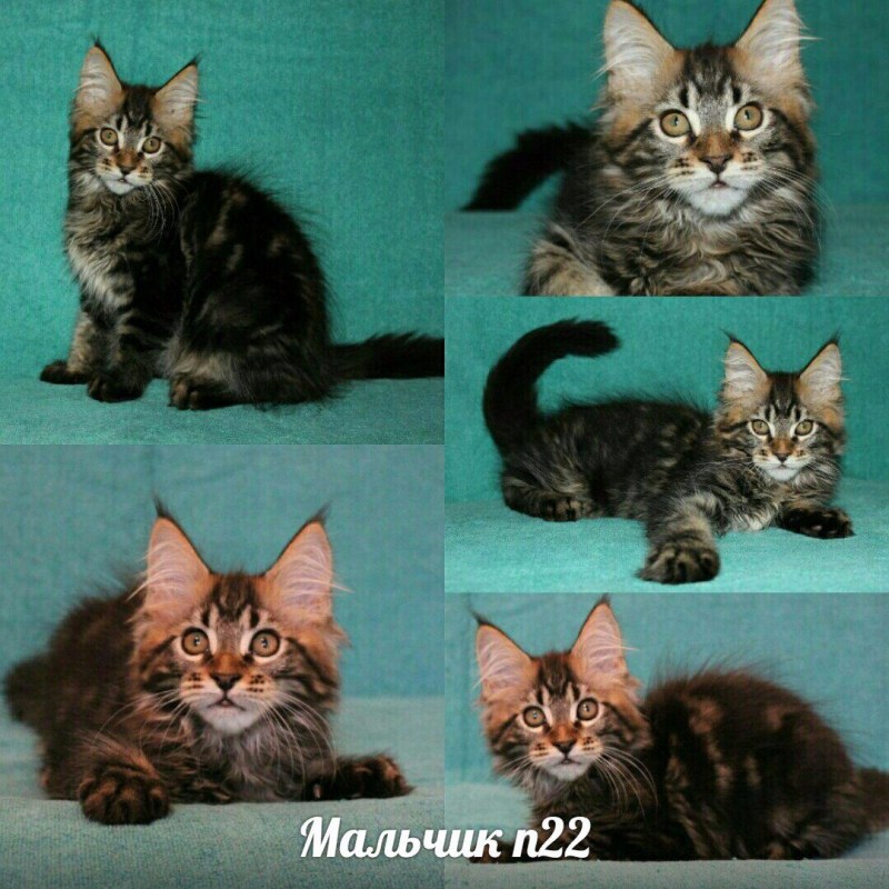 Настоящий Мейн кун