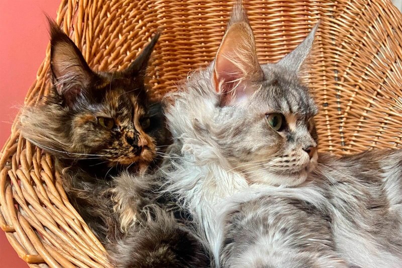 Мейн кун кошка хвост
