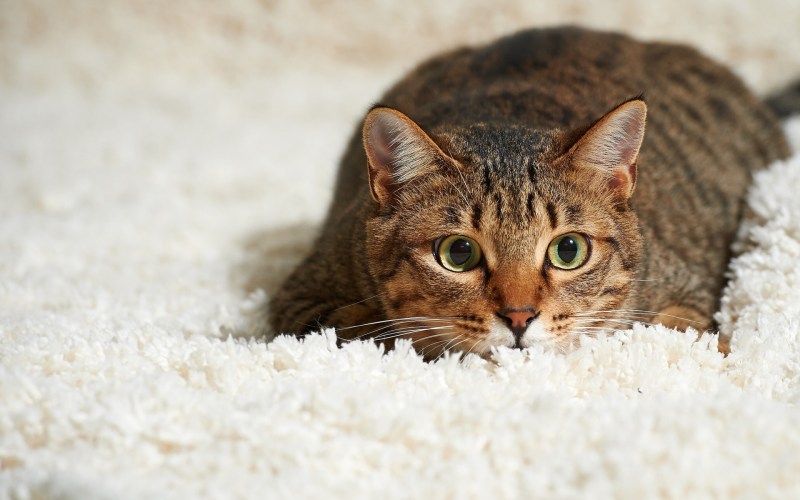 Котенок на ковре