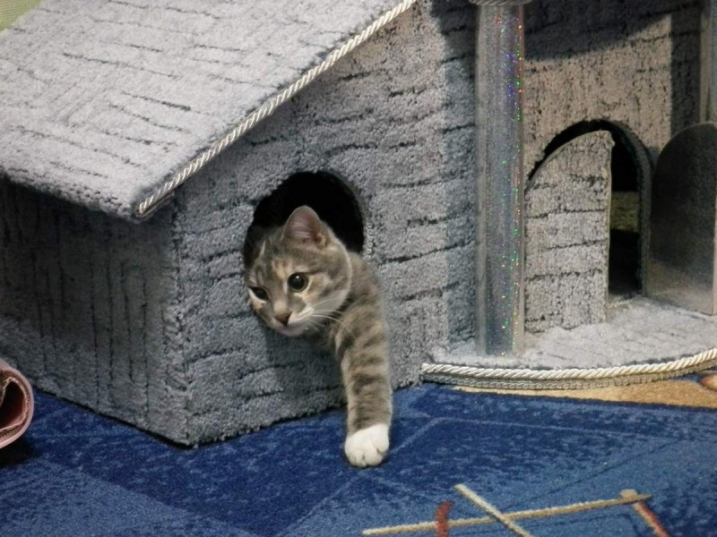 Доить кота