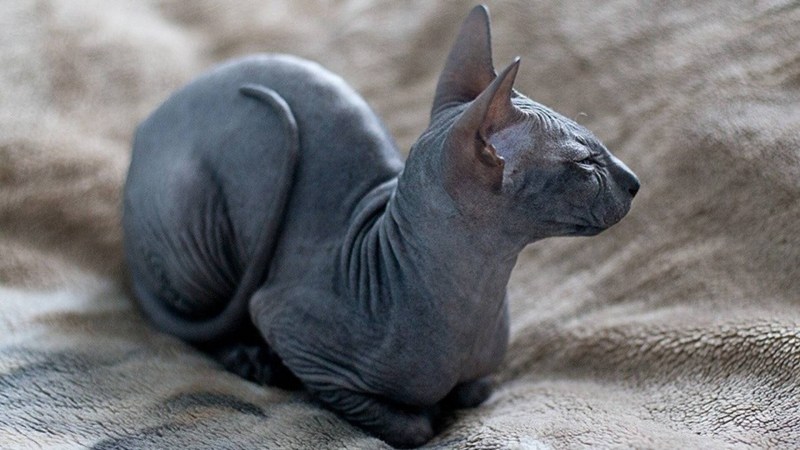 Сфинкс кошка