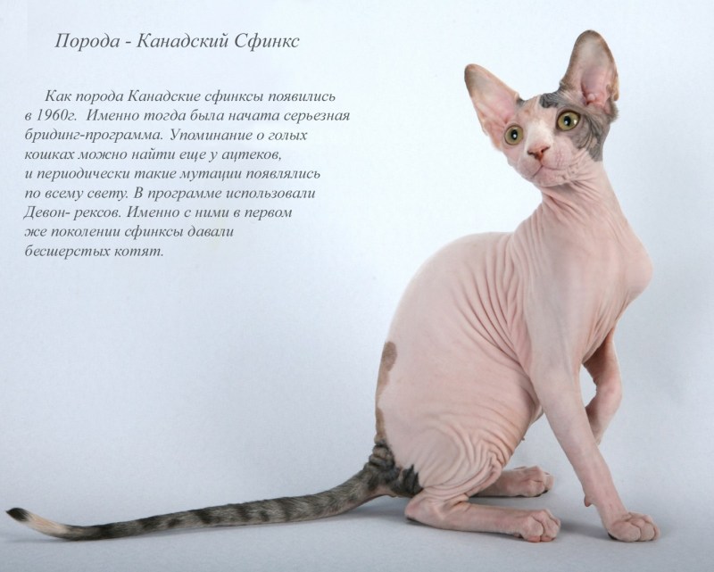 Породистые кошки и их названия