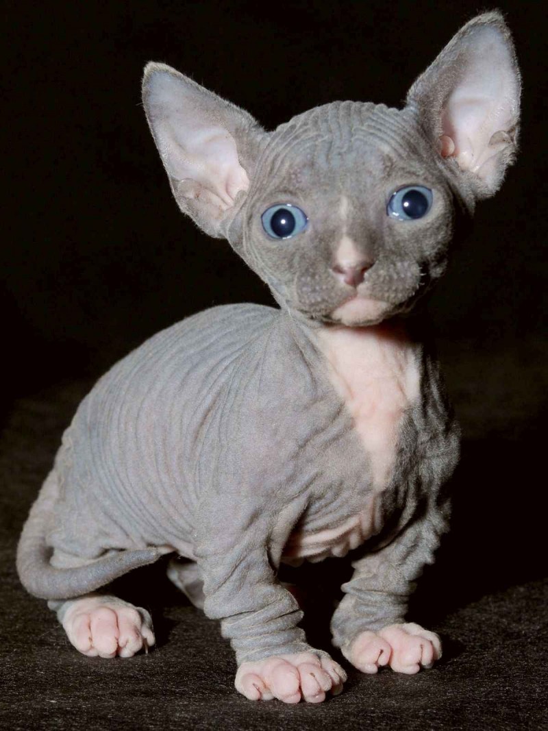Кошки сфинксы Бамбино