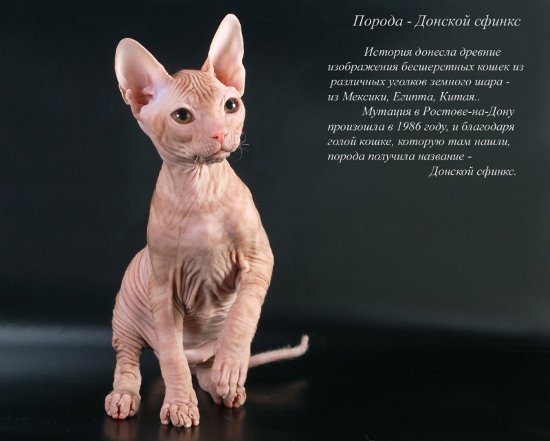 Донской сфинкс подвид