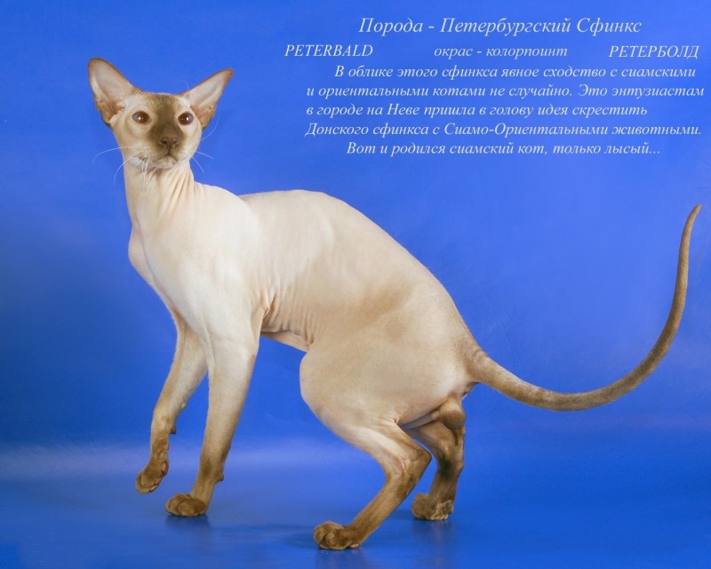 Породы кошек с названиями