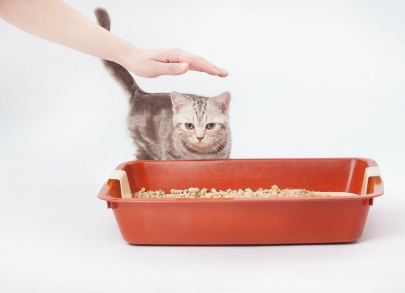 Лоток для котят