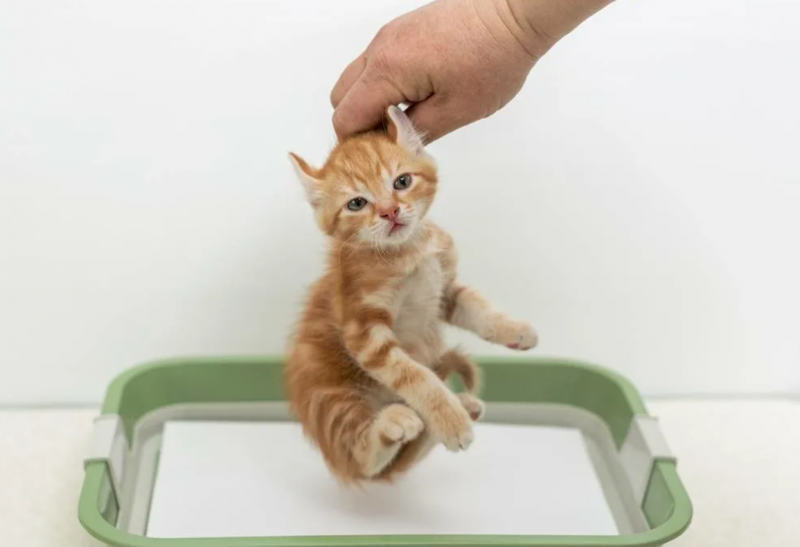 Кошки которые приучены к лотку