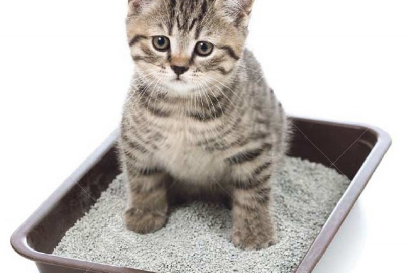 Лоток для котенка 1 месяц