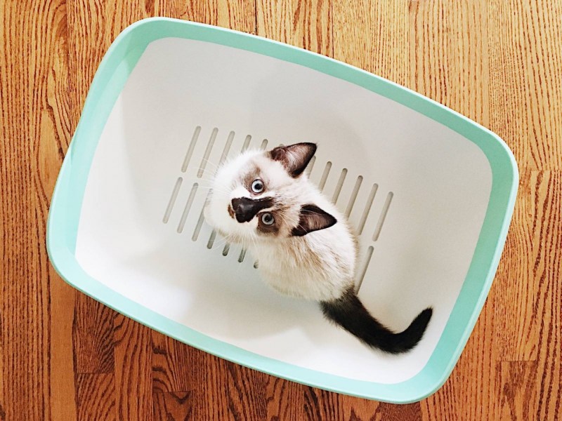 Приучить котенка к лотку