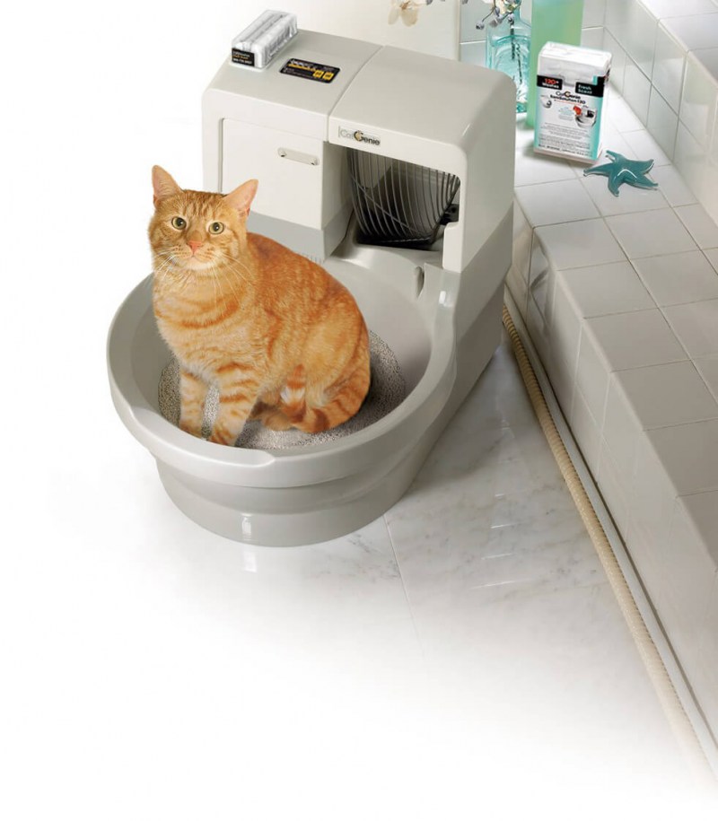 Приучение кота к лотку