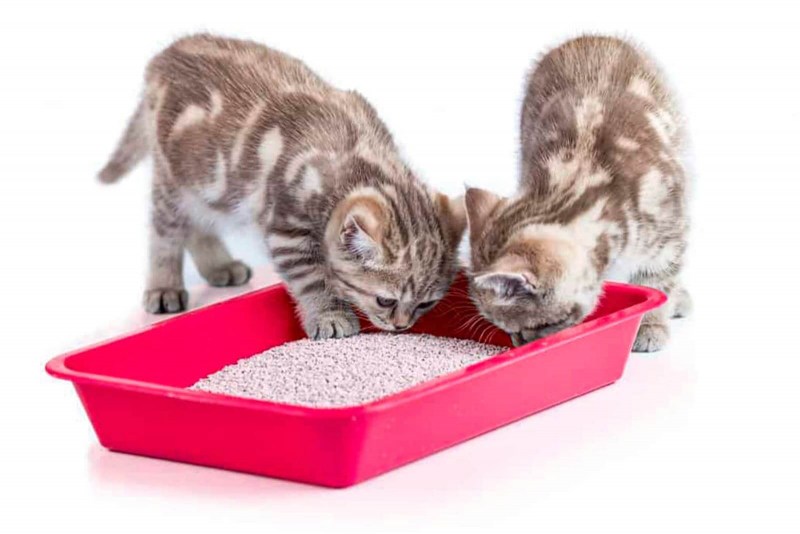 Система приучения кошек к унитазу "Litter Kwitter"