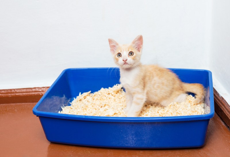 Лоток для кошек