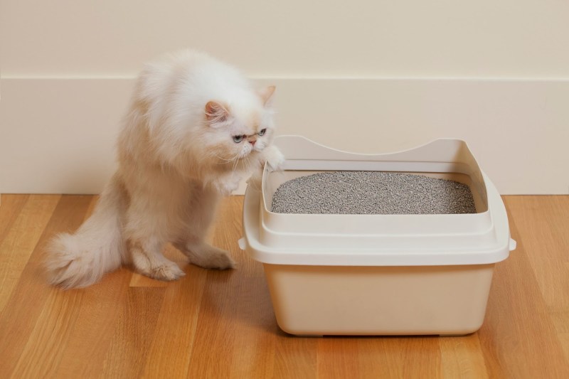 Лоток для котят маленький