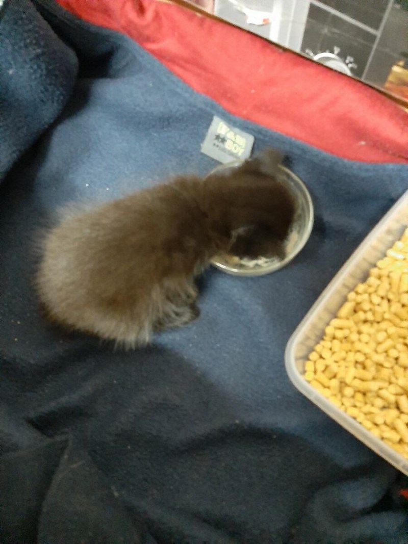 Лоток для котят