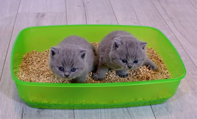 Лоток для кота