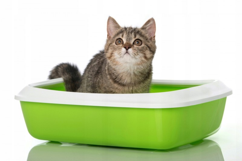 Коты приученные к лоткам