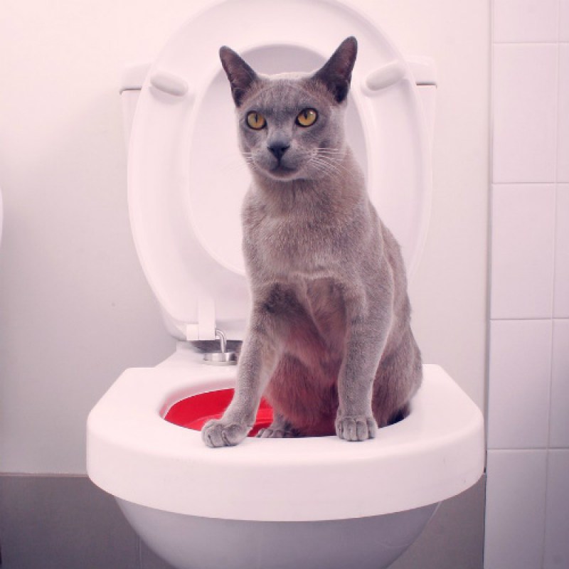 Ыото кпкашек с кровью у котенка