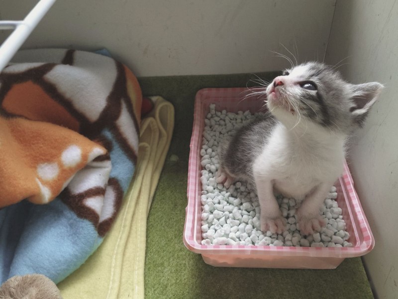 Лоток для кота