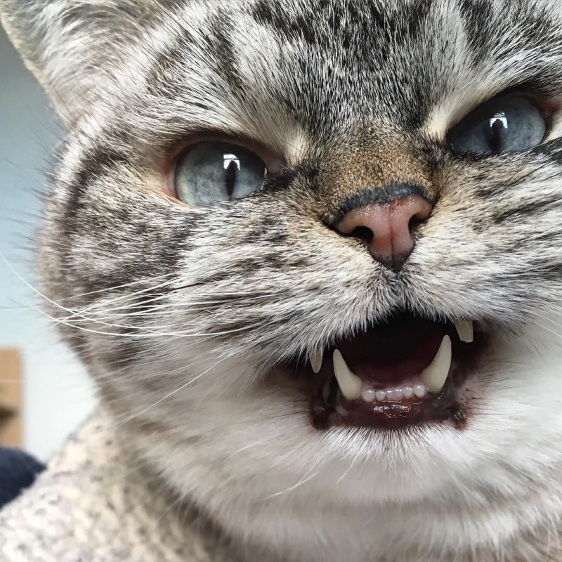 Злобная кошка