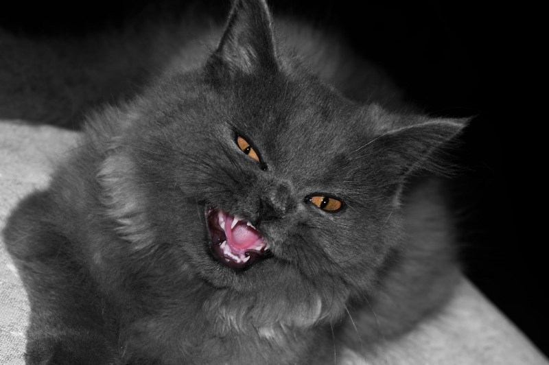 Злой котенок