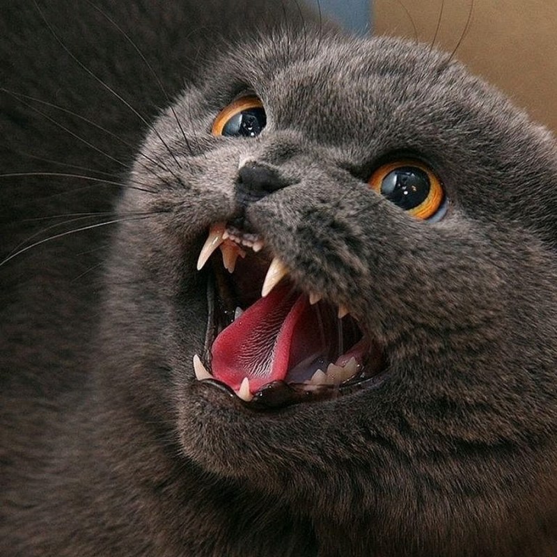 Шотландская вислоухая кошка злая