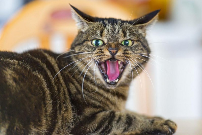 Удивительный кот