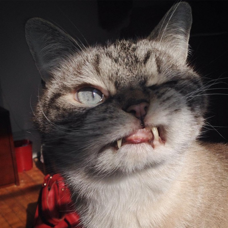 Злая кошка